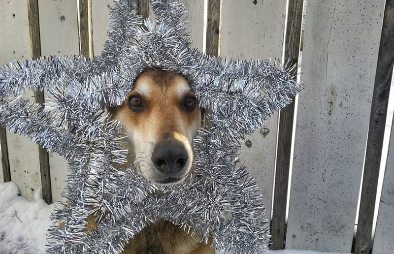 Канадская собака-эквилибрист Канадская собака-эквилибрист