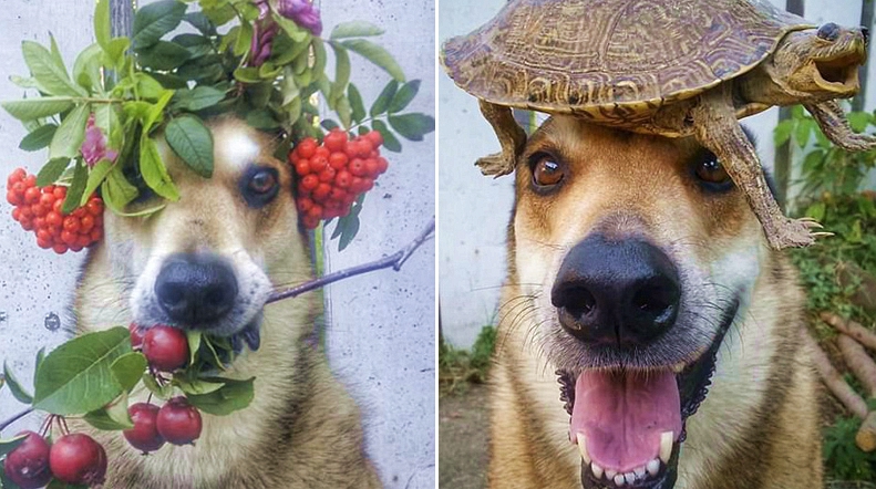 Канадская собака-эквилибрист