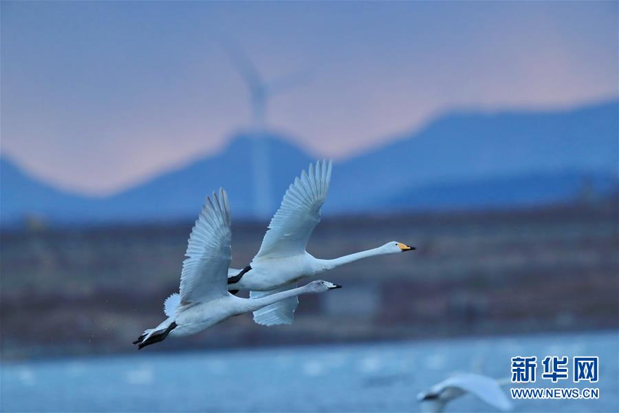 Красивое «Лебединое озеро» в городе Жучэн провинции Шаньдун