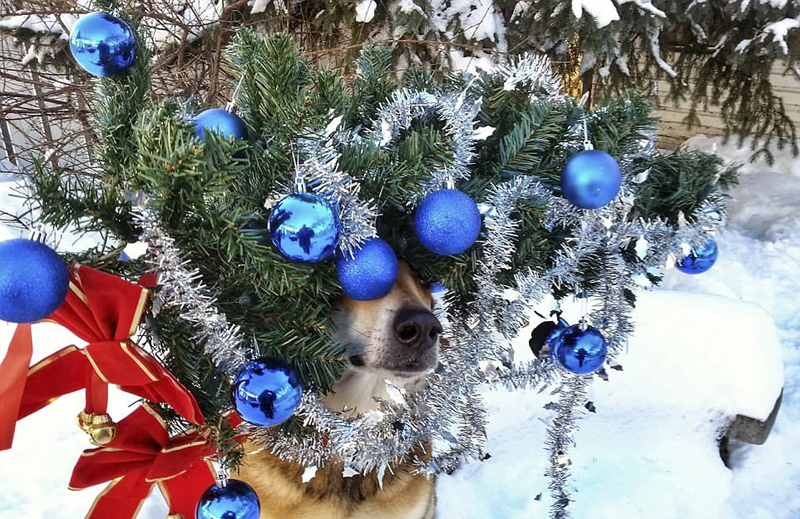 Канадская собака-эквилибрист Канадская собака-эквилибрист