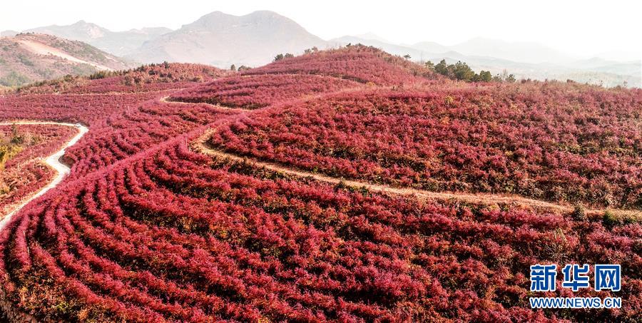 Уезд Луцзян в провинции Аньхой: красные листья черники в горах
