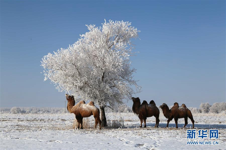 Красивая изморозь в районе Алтай, СУАР