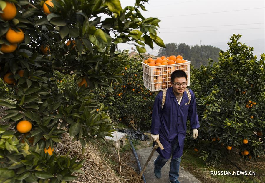В настоящее время в уезде действуют более 3000 предприятий онлайн-торговли, работающих по модели "Интернет плюс пупковые апельсины", благодаря чему объем продаж этих цитрусовых уже превысил 80 тыс тонн в год.