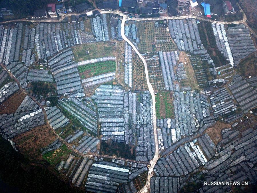 Выращивание кумкватов как средство борьбы с бедностью в уезде Жунъань