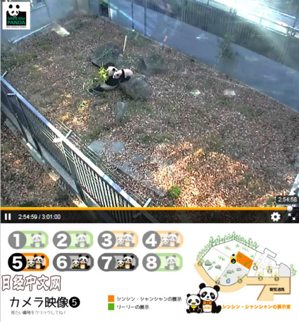 Находящаяся в Японии панда Сянсян стала интернет-звездой, стоимость акций сайта с видеотрансляцией достигла верхнего предела