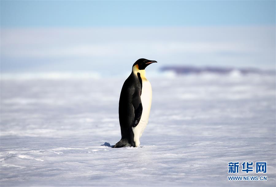 Очаровательные животные Южного полюса