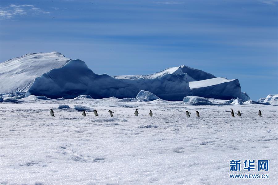 Очаровательные животные Южного полюса