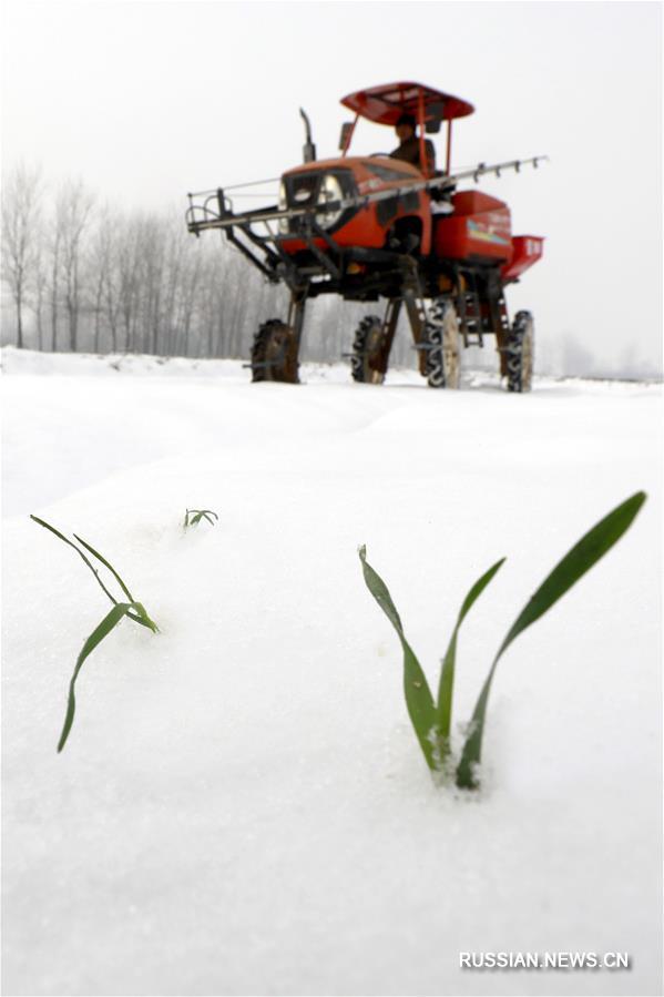 Удобрение посевов пшеницы после снегопада в уезде Сюйи