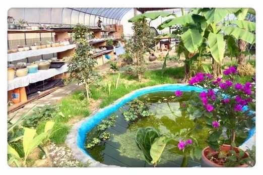 Девушка из города Ханчжоу собственноручно превратила целину в красивый сад