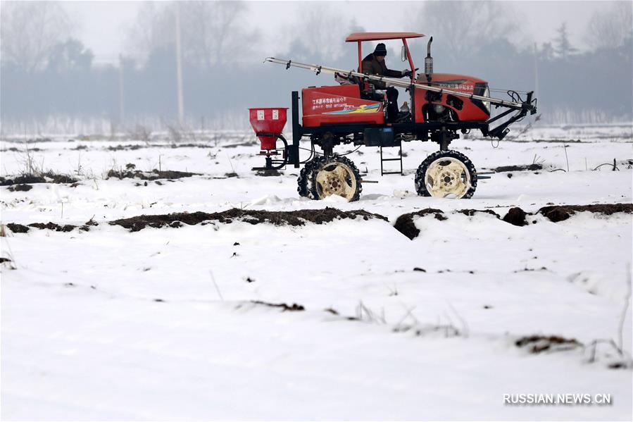 Удобрение посевов пшеницы после снегопада в уезде Сюйи