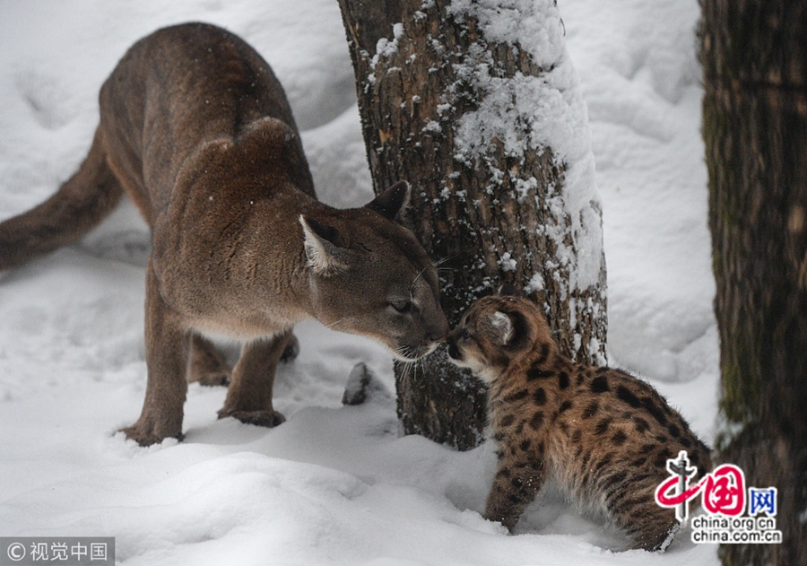 10 января по местному времени, в новосибирском зоопарке детеныш пумы играл со своей мамой, умиляя посетителей.