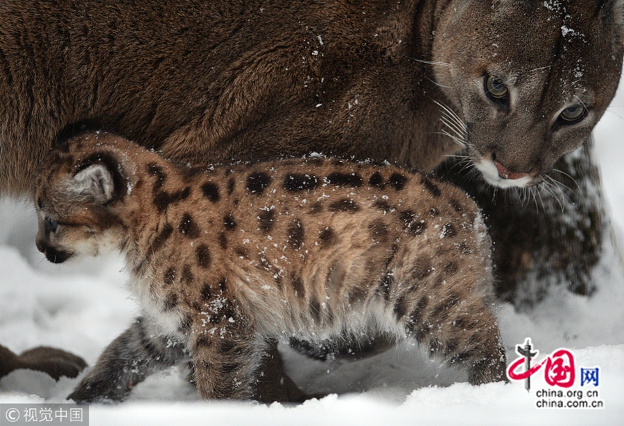 10 января по местному времени, в новосибирском зоопарке детеныш пумы играл со своей мамой, умиляя посетителей.