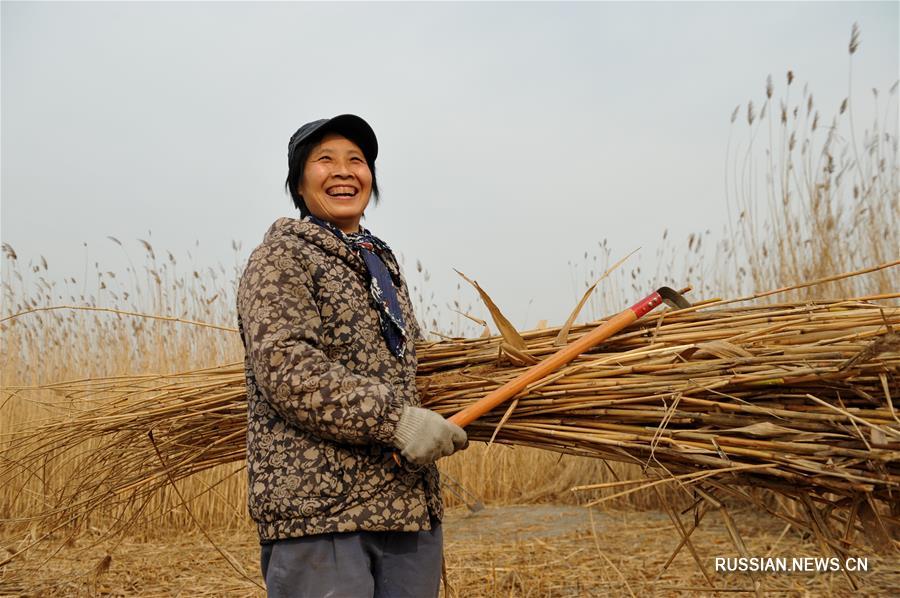 Зимний урожай тростника приносит жителям деревни Лянгоуэр около 3 млн юаней в год