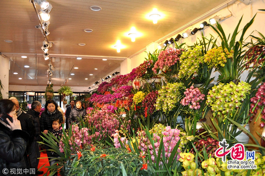 С приближением Праздника весны на цветочном рынке Шанхая «Ланьлин» появились разнообразные цветы, привлекая покупателей. На рынке царит глубокая праздничная атмосфера.