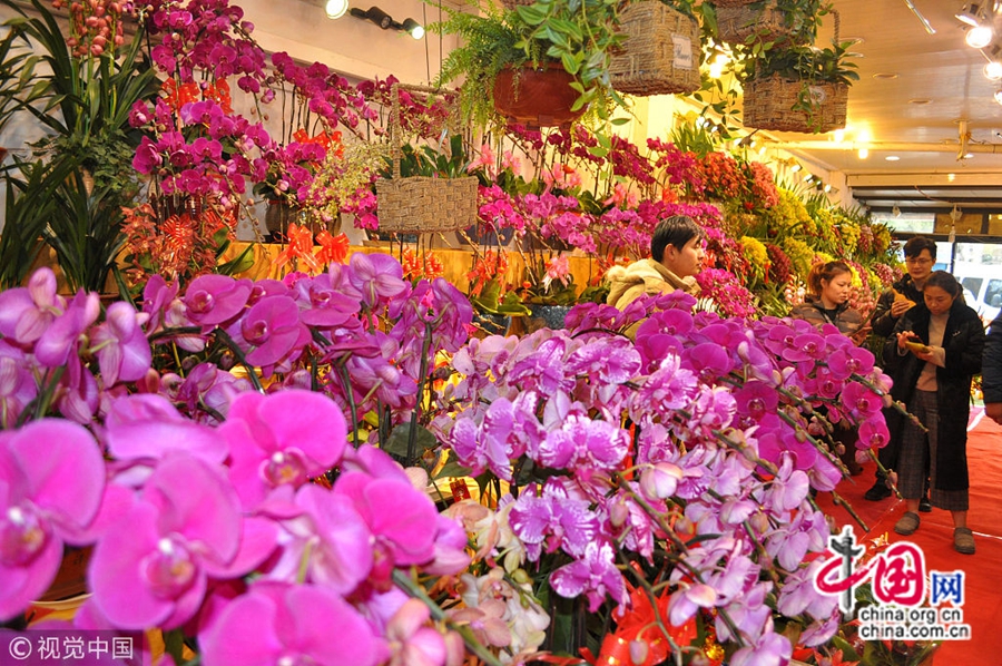 С приближением Праздника весны на цветочном рынке Шанхая «Ланьлин» появились разнообразные цветы, привлекая покупателей. На рынке царит глубокая праздничная атмосфера.