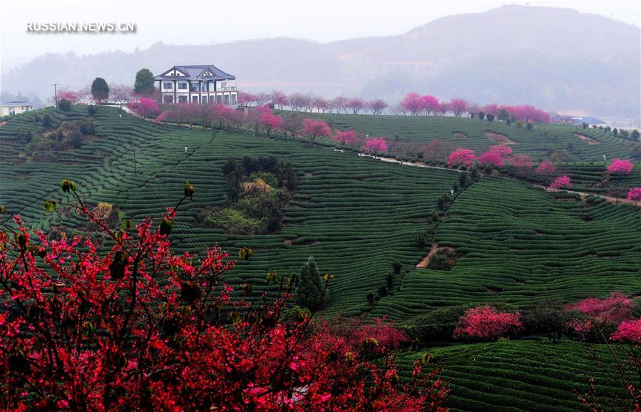 Контраст розового и зеленого на вишнево-чайной плантации в Чжанпине