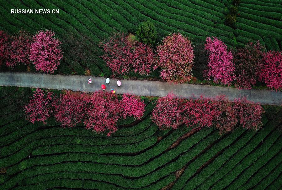 Контраст розового и зеленого на вишнево-чайной плантации в Чжанпине