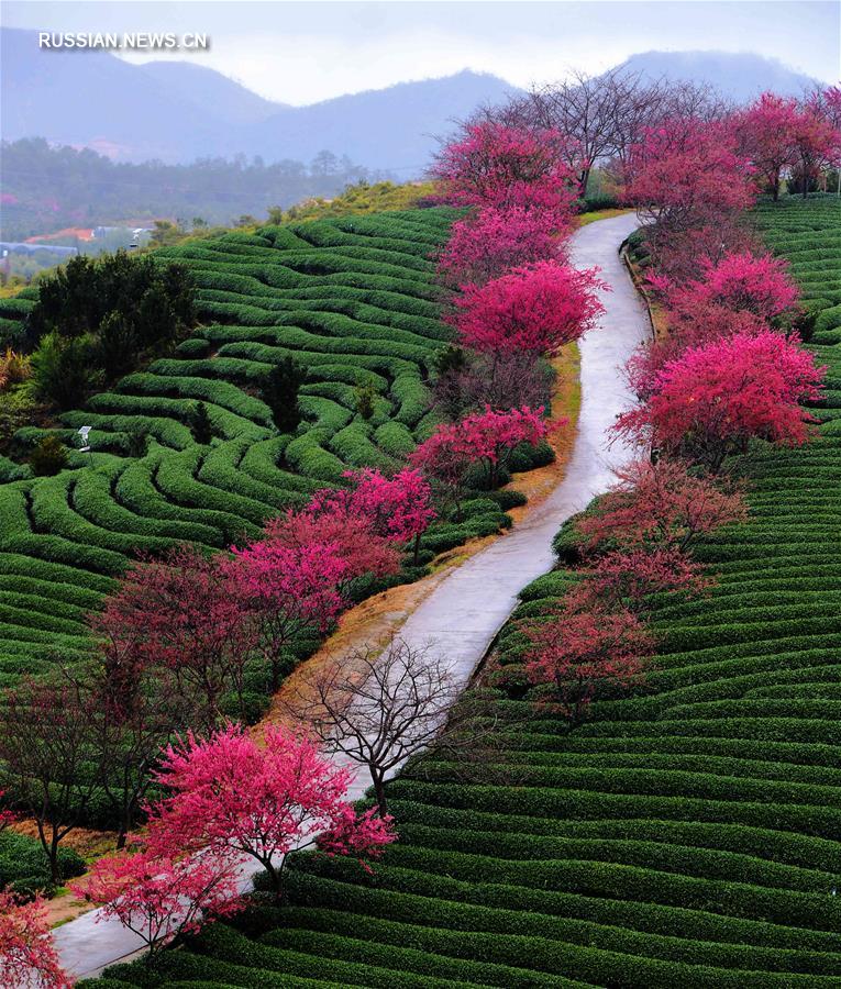 Контраст розового и зеленого на вишнево-чайной плантации в Чжанпине