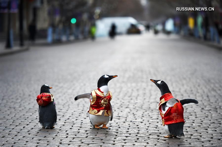 Пингвины Харбина принарядились в преддверии праздника Весны