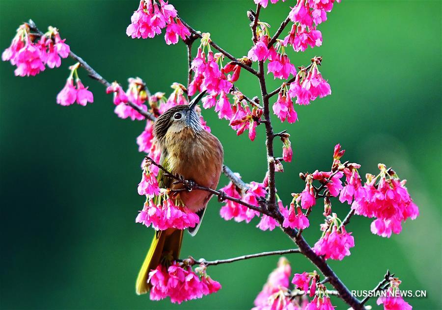 Птицы и цветы вишни на востоке Китая