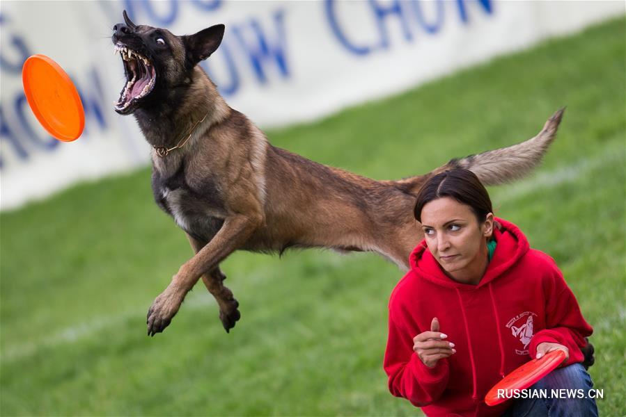 Собаки-спортсмены по всему миру