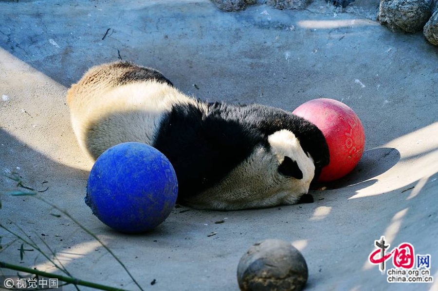 25 февраля, в павильоне больших панд в зоопарке Пекина, большая панда после активной игры решила передохнуть, прикрыв глаза лапами. Милый вид животного заставляет туристов хохотать.