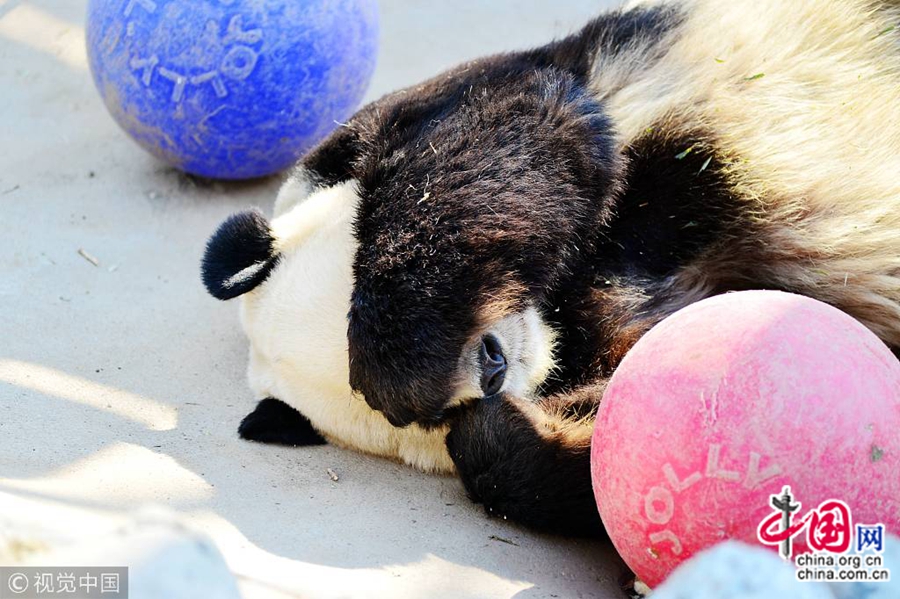 25 февраля, в павильоне больших панд в зоопарке Пекина, большая панда после активной игры решила передохнуть, прикрыв глаза лапами. Милый вид животного заставляет туристов хохотать.