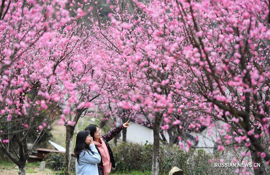 Цветение слив в наньчанском ландшафтном парке Тайянгу