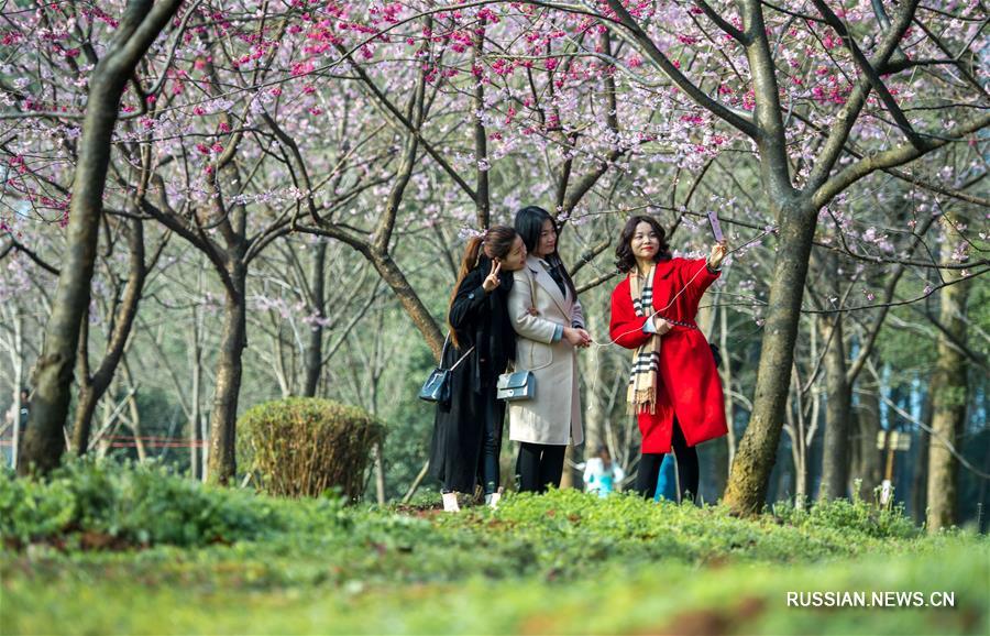 На озере Дунху открылся фестиваль цветов вишни