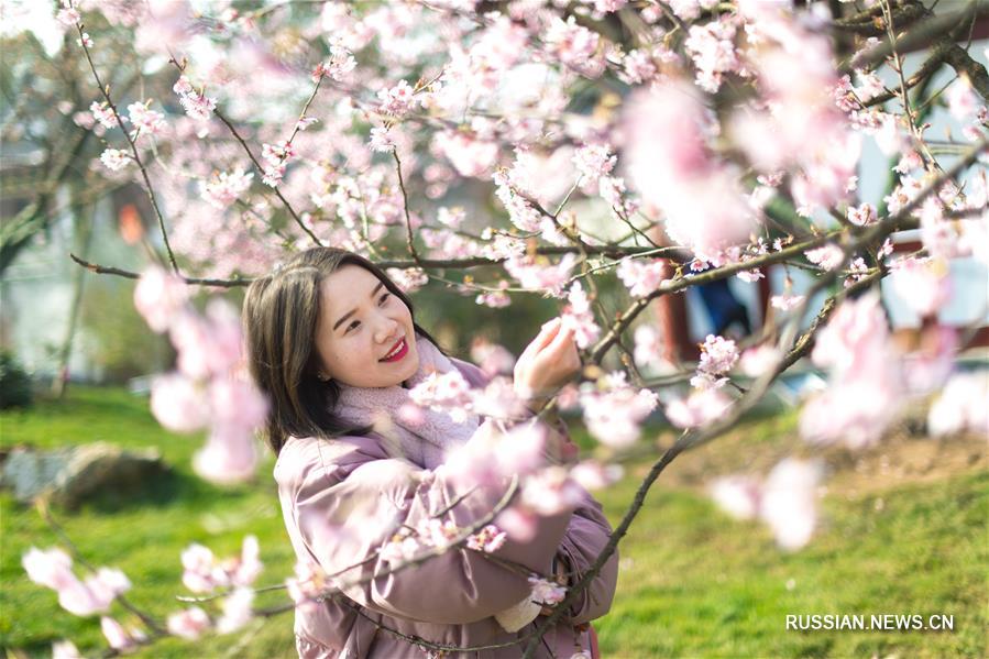 На озере Дунху открылся фестиваль цветов вишни