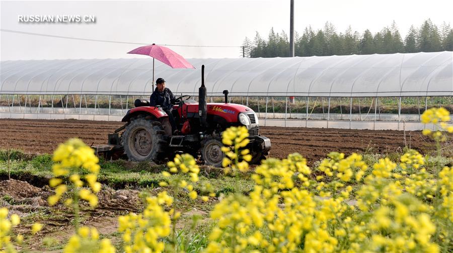 В мартовские дни всеобщего цветения на полях Китая полным ходом идут весенние сельскохозяйственные работы. 