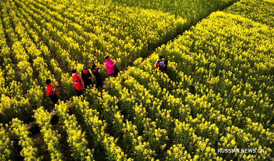 Цветущие поля рапса в провинции Шэньси