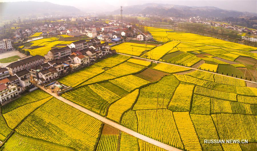 Цветущие поля рапса в провинции Шэньси