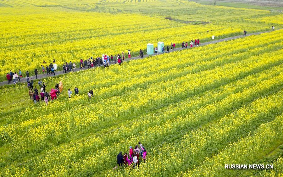 С приходом весны в Китае распустились цветы. Люди по всей стране начали выезжать на природу, чтобы полюбоваться красотой цветения.