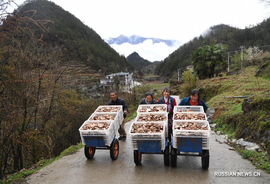 Появление в 2016 году в деревне Сунтао уезда Уси в Чунцине /Юго-Западный Китай/ фермы по выращиванию съедобных грибов шиитаке /сянгу/ позволило создать в этом отдаленном районе больше рабочих мест и дать местным фермерам новый стабильный источник дохода. 