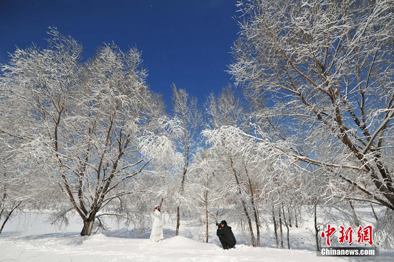 Красивый вид заснеженных деревьев в городе Шэньян