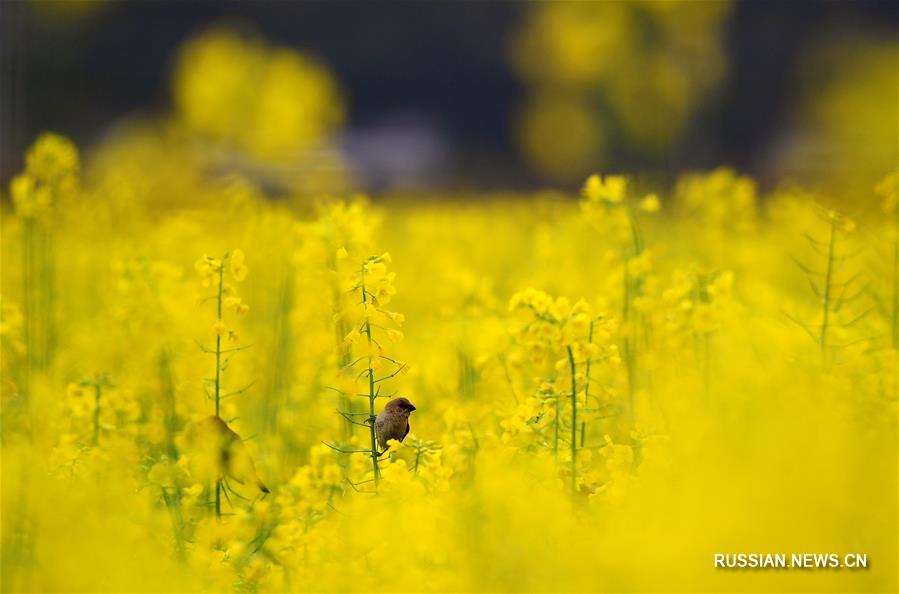 На фото -- цветение рапса на полях в поселке Даху городского округа Люян /провинция Хунань, Центральный Китай/. 