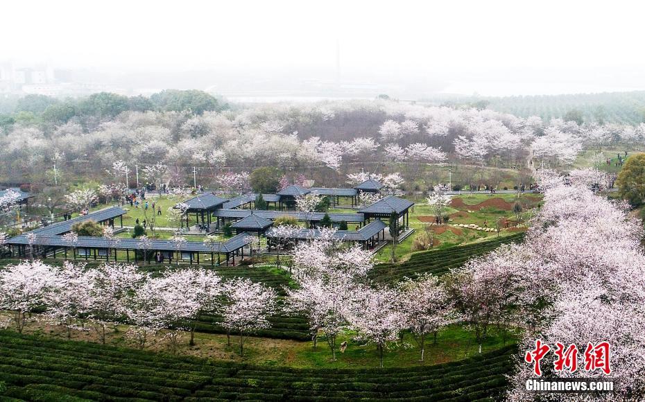 Цветы вишни в Наньчане привлекают туристов