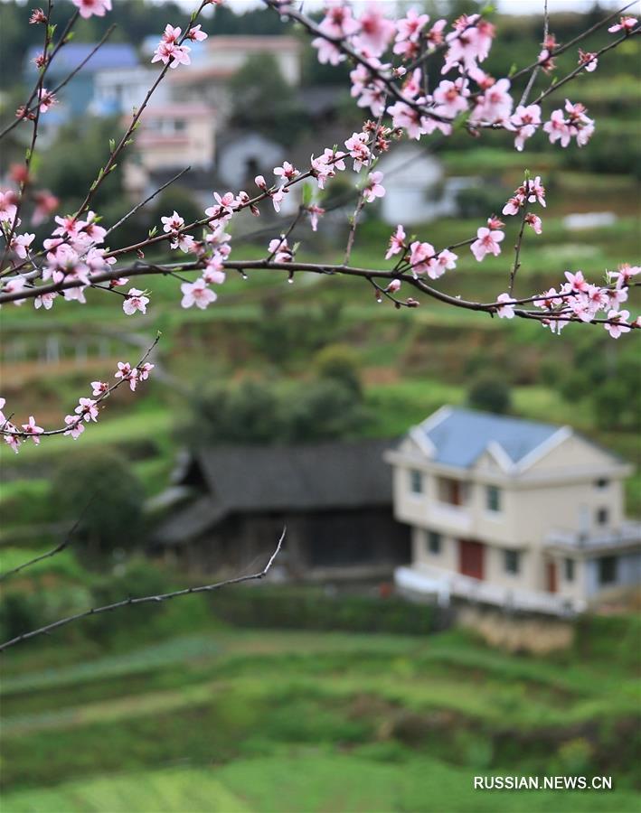 На фото -- цветущие деревья в окрестностях города Цзишоу /провинция Хунань, Центральный Китай/. 