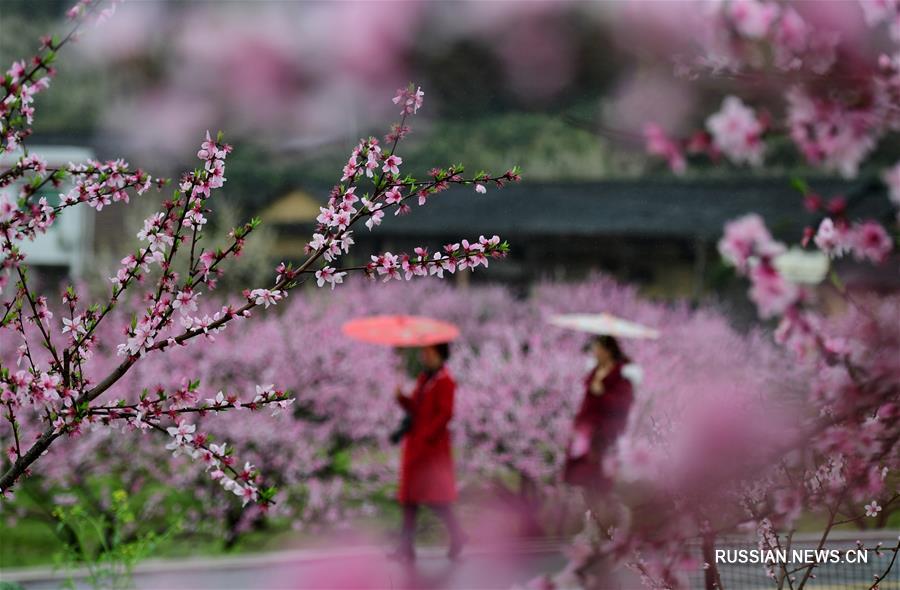 На фото -- цветущие персиковые деревья под дождем в деревне Чудун поселка Давэйшань в городском округе Люян /провинция Хунань, Центральный Китай/. 