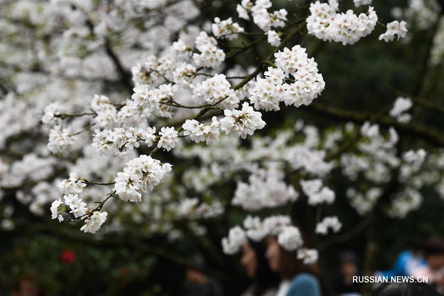 На фото -- весенние цветы в парке Тайцзывань на берегу озера Сиху в Ханчжоу /провинция Чжэцзян, Восточный Китай/. 