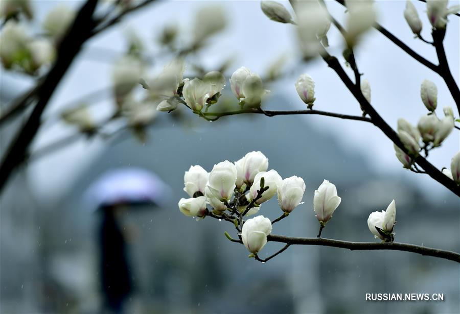 На фото -- цветы магнолии в деревне Сунпин уезда Сюаньэнь /провинция Хубэй, Центральный Китай/. 