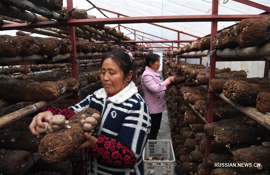 Появление в 2016 году в деревне Сунтао уезда Уси в Чунцине /Юго-Западный Китай/ фермы по выращиванию съедобных грибов шиитаке /сянгу/ позволило создать в этом отдаленном районе больше рабочих мест и дать местным фермерам новый стабильный источник дохода. 