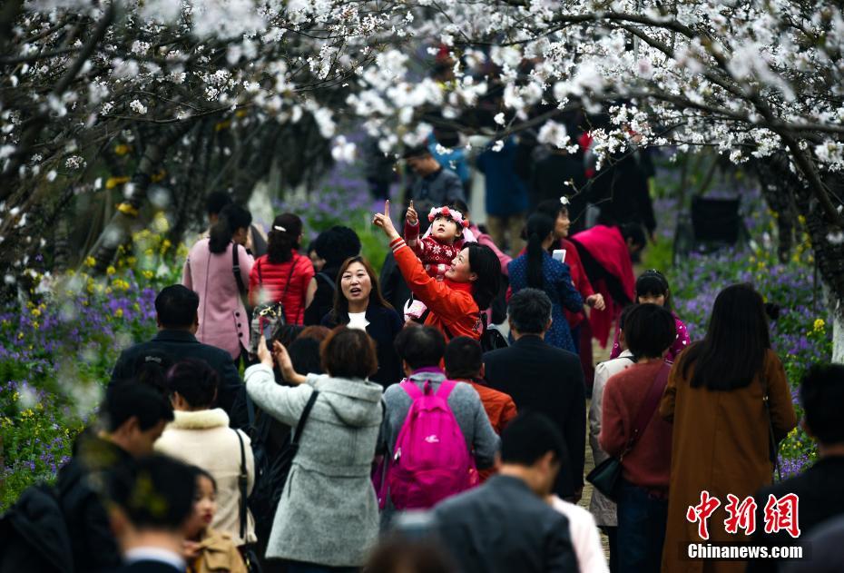 Цветы вишни в Наньчане привлекают туристов