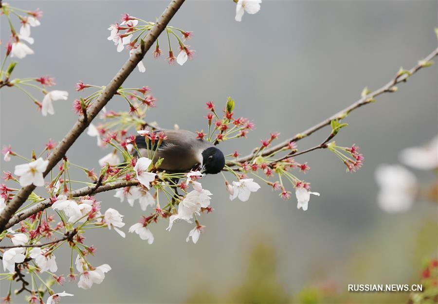 На фото -- птицы на цветущих ветвях деревьев в ландшафтном парке Хуанлундун в Чжанцзяцзе /провинция Хунань, Центральный Китай/. 