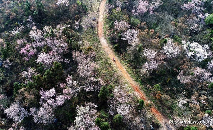 На днях на склонах гор в уезде Чунъян /провинция Хубэй, Центральный Китай/ зацвели тысячи диких вишневых деревьев.