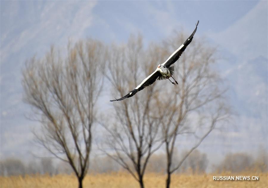 С приходом тепла все больше перелетных птиц, возвращающихся на север, останавливаются для отдыха на озере Еяху в районе Яньцин под Пекином.