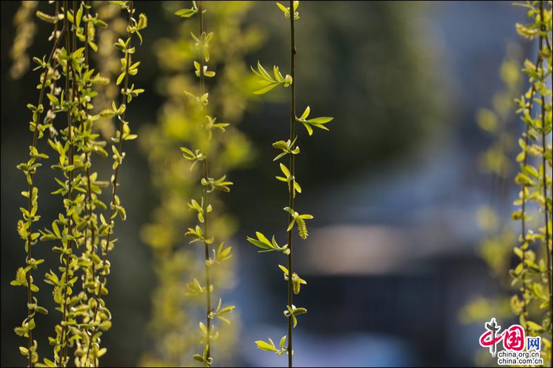 Весеннее свидание в живописном городке на воде Чжоучжуан