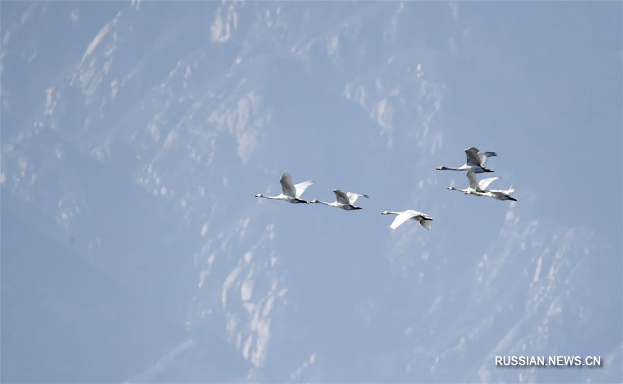 С приходом тепла все больше перелетных птиц, возвращающихся на север, останавливаются для отдыха на озере Еяху в районе Яньцин под Пекином.