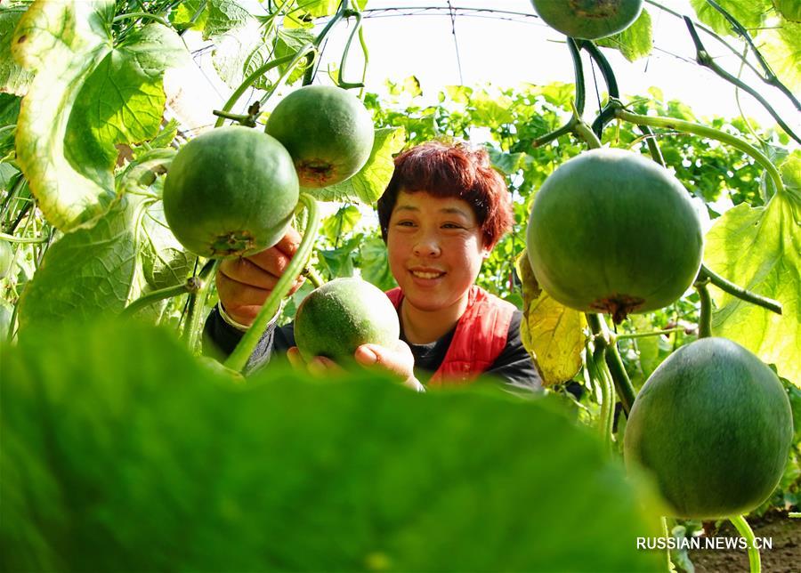 Выращивание дынь в уезде Лаотин провинции Хэбэй
